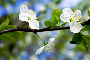 Spring, Apple Tree Blossom